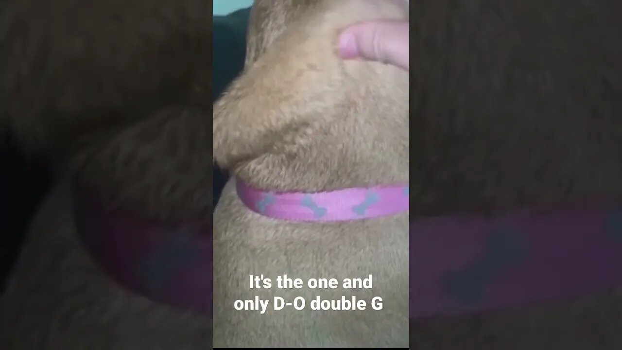 MEME is the one and only D-O double G #shorts