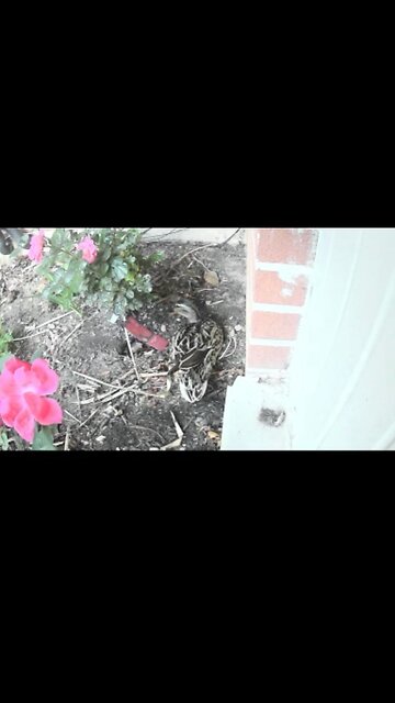 Mrs ducks come back to her nest after a 30 min break