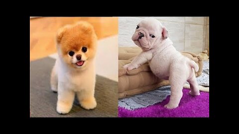 Funny cute dogs 2021