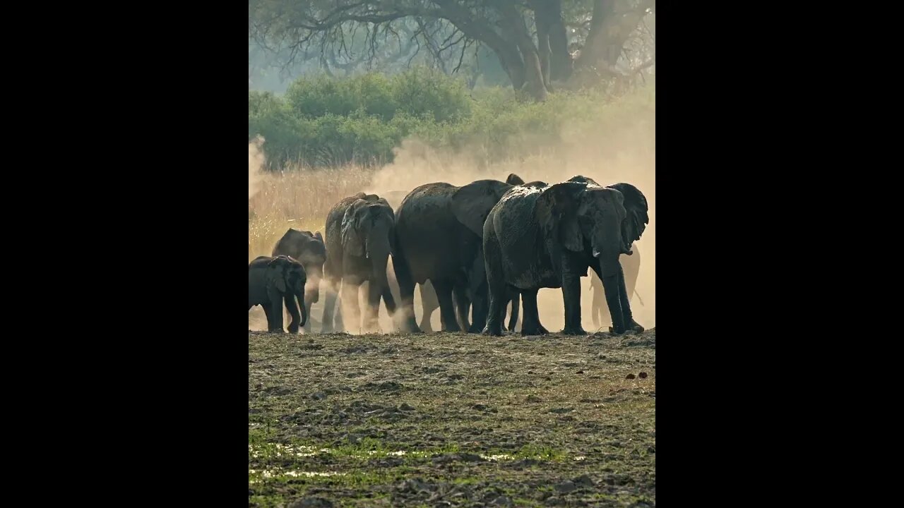 JUMP : Epic Showdown: Lioness vs. Elephant Herd in Namibia