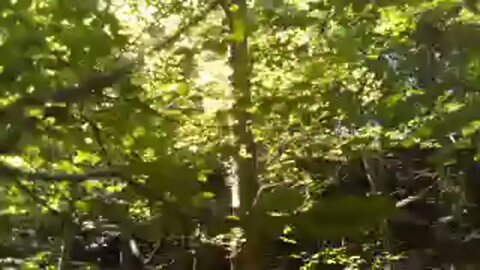 The Sounds Of Silence