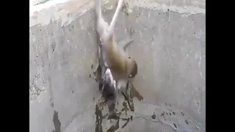 Mamma Monkey Saves Her Infant