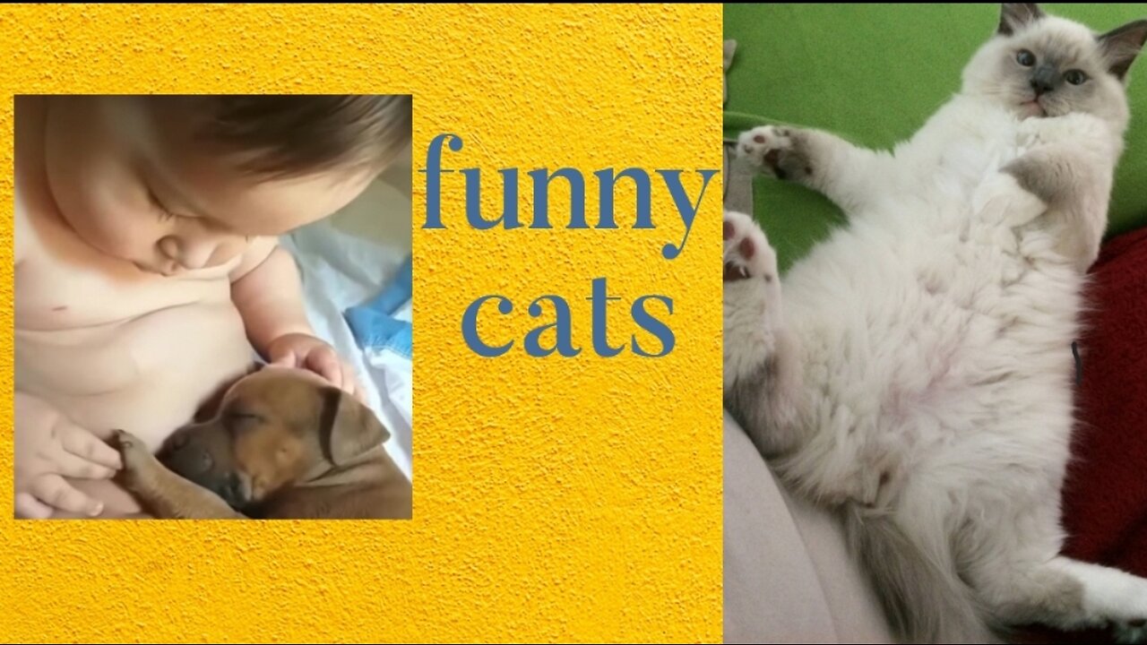 Dog playing with child and cats funny moment