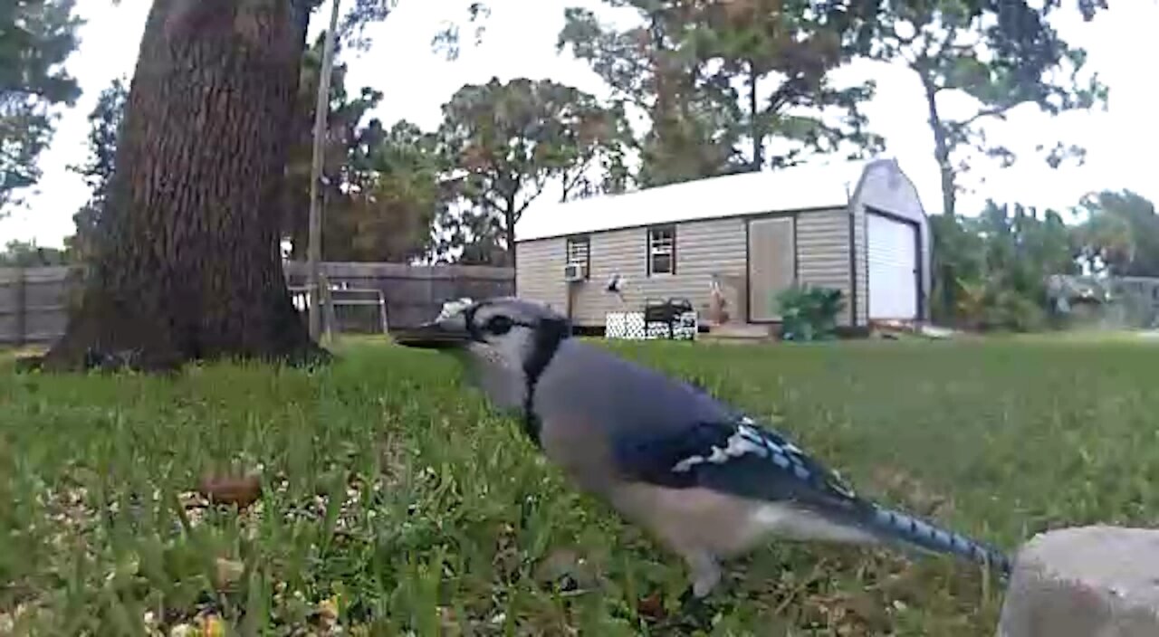 Critter tree Blue Jay is pissed no more p nuts