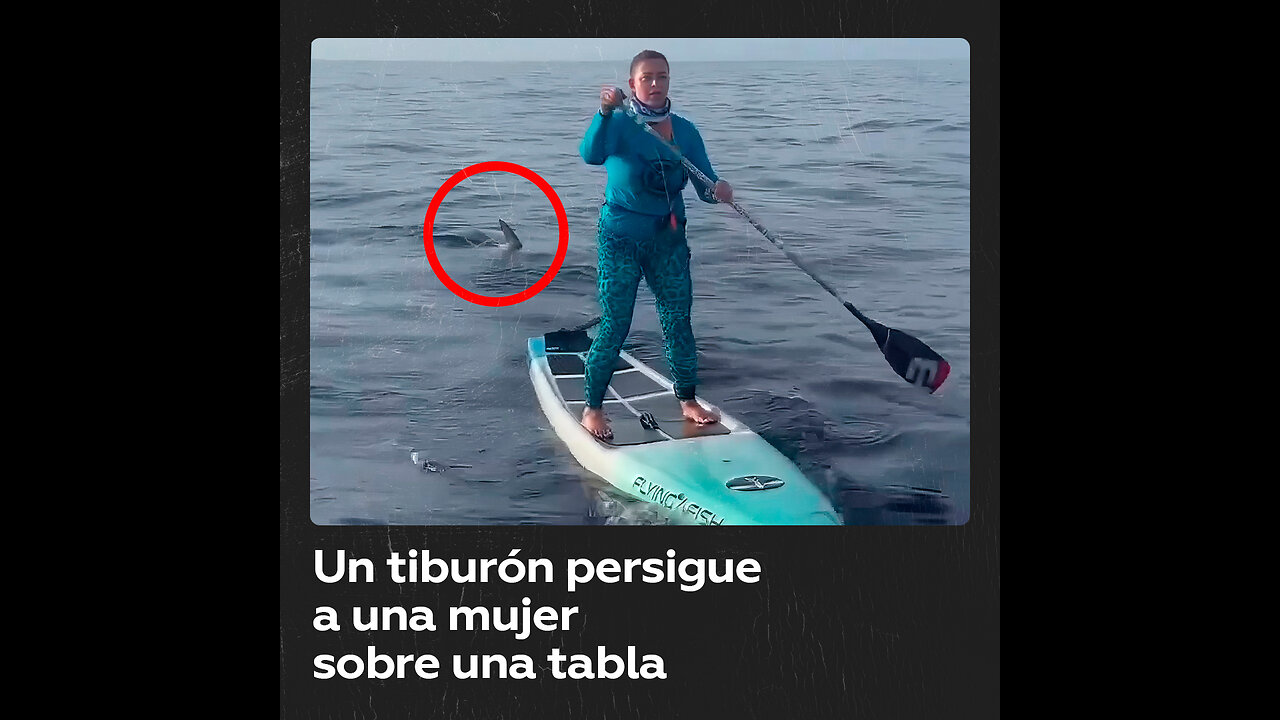 Un tiburón persigue a una mujer en tabla de paddle surf