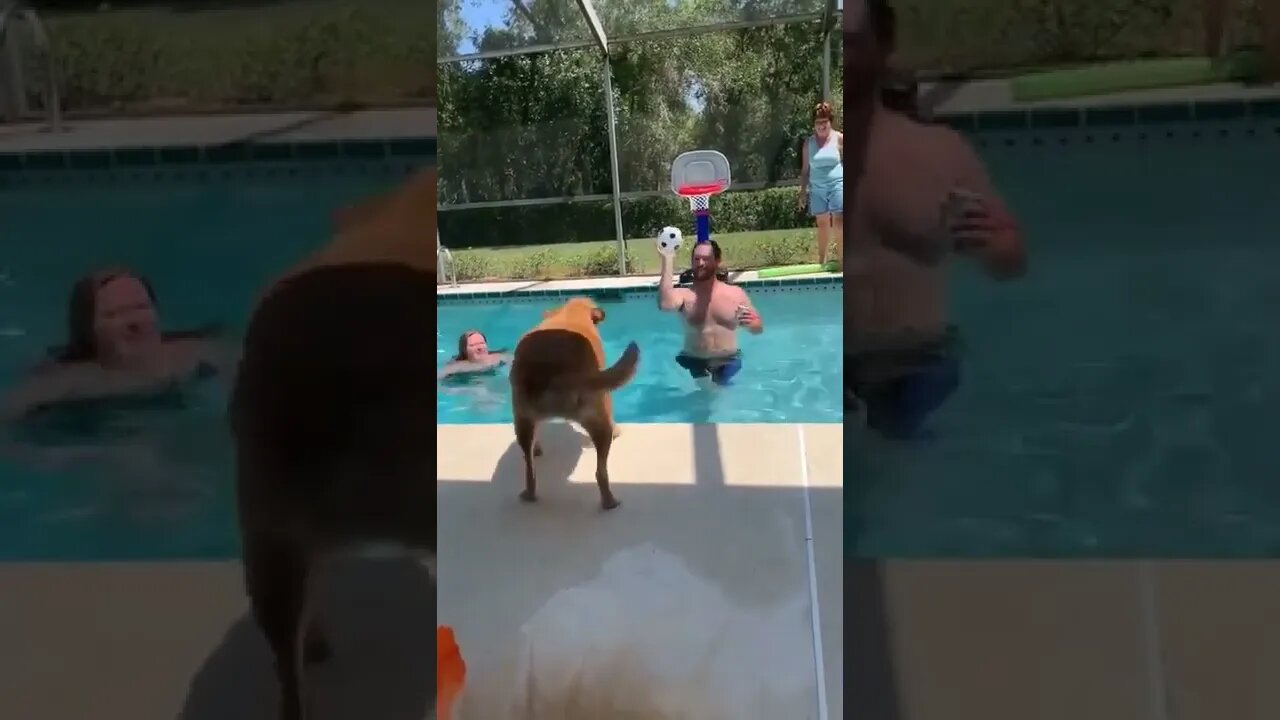 Dog nails basketball shot across the pool...🐕🐾🏀⛹️🤯