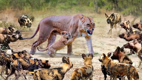 Mother Lion Almost Lost Her Life When Confronting 50 Wild Dogs To Protect Her Cubs