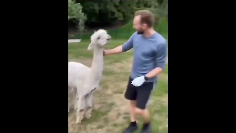Animal's funny video