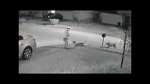 Dog attack caught on video outside Houston-area home | Raw video, no audio