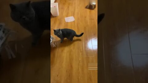 Cute funny cat videos #shorts #cat
