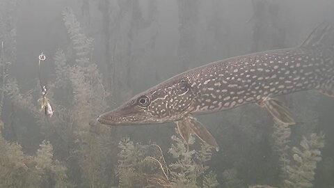 Ice Fishing with HOTDOGS for BIG Pike! UNDERWATER STRIKE FOOTAGE