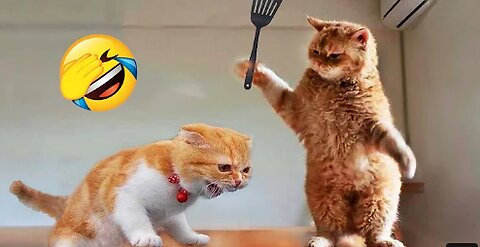Funniest Animals 2024 😂 New Funny Cats and Dogs Videos 😻🐶