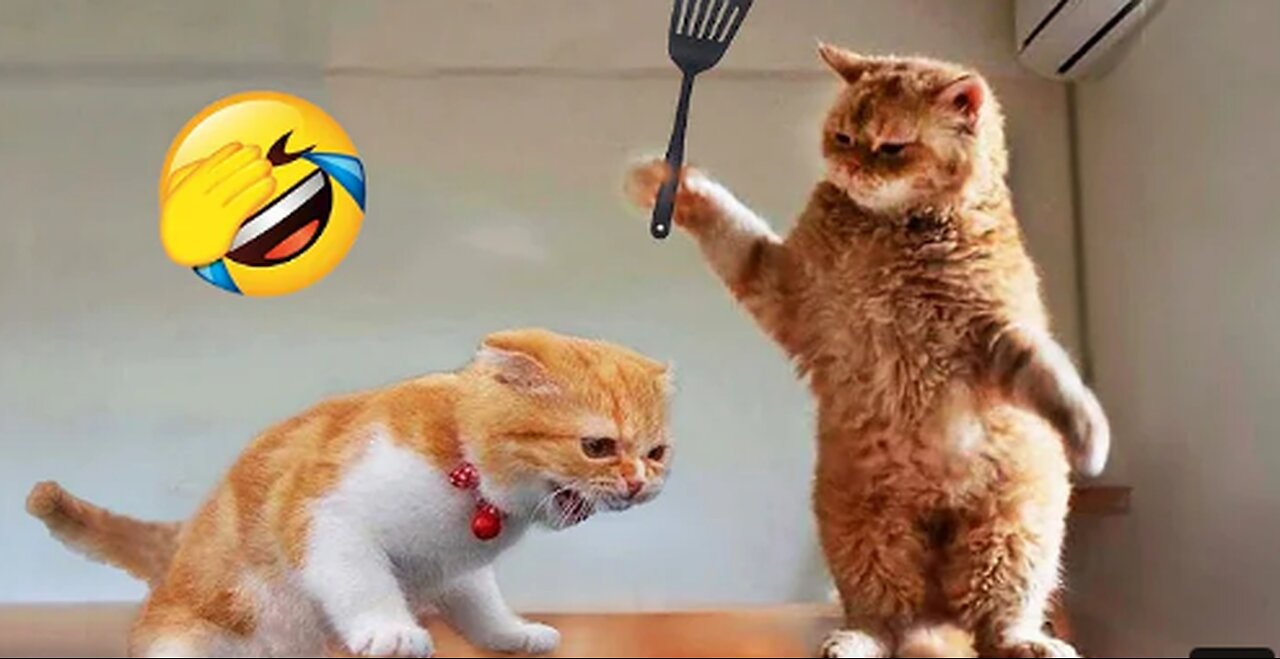 Funniest Animals 2024 😂 New Funny Cats and Dogs Videos 😻🐶
