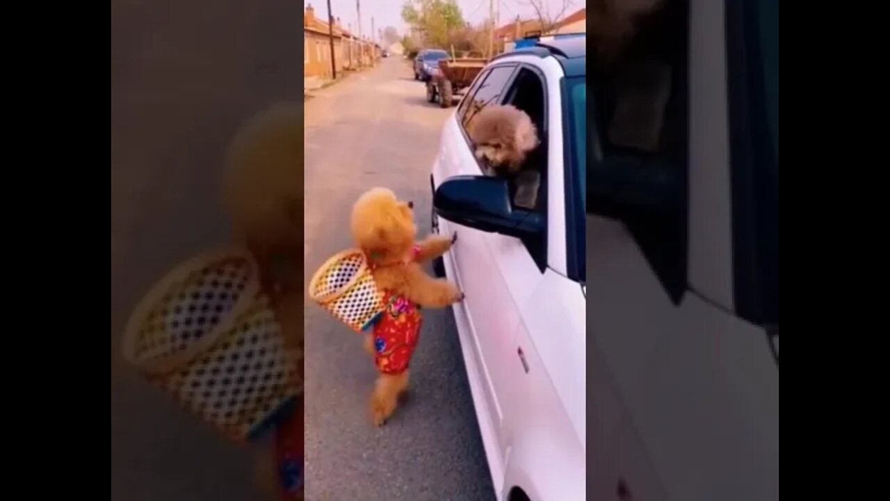 funny dog reaction 🤣 l #shorts #sabircool