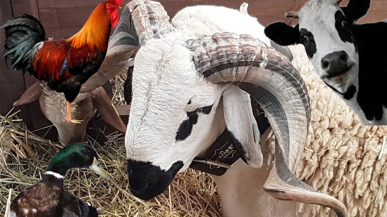 Animaux domestique : Vache, mouton, chèvre, chien, chat