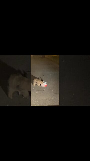 Street cat in Baltimore doesn't want to move. #Shorts