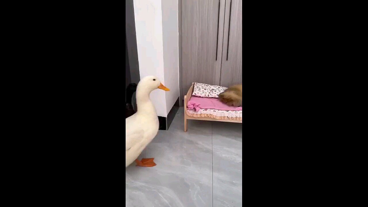 funny duck