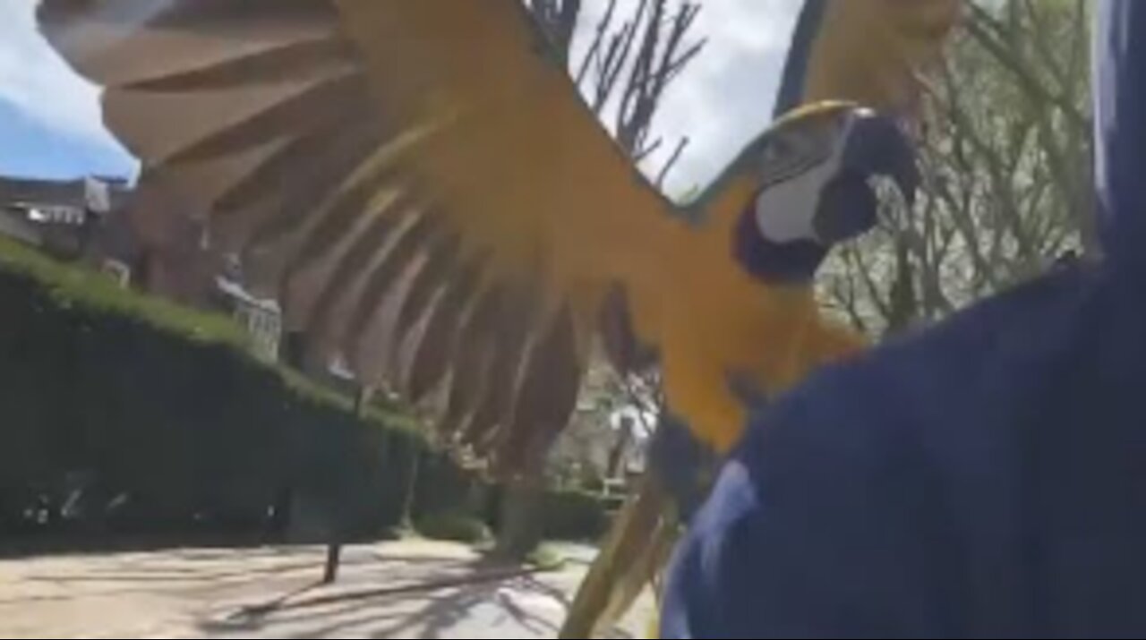 Bicyclist Takes his Pet Macaws to Fly Around the Neighborhood