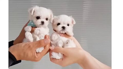 Cute Puppy Videos