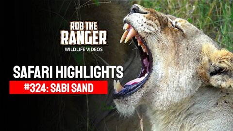 Safari Highlights #324: 18 - 20 February 2015 | Sabi Sand Nature Reserve | Latest Wildlife Sightings