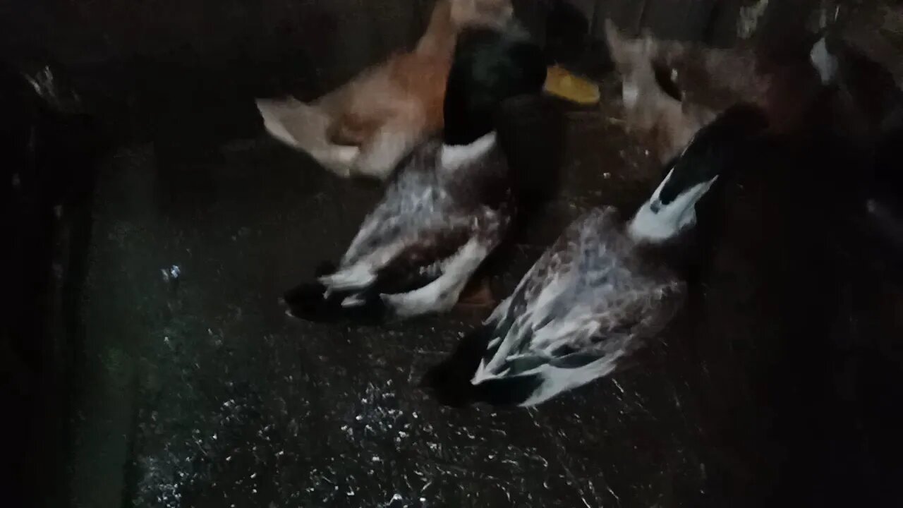 Some Mixed breed ducks, getting let out of their night pen in the morning. 14th May 2021