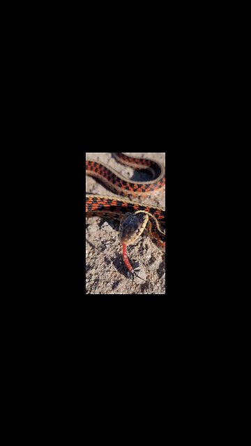 Very Cranky Red-Sided Garter Snake - It Struck At Me 3 Times