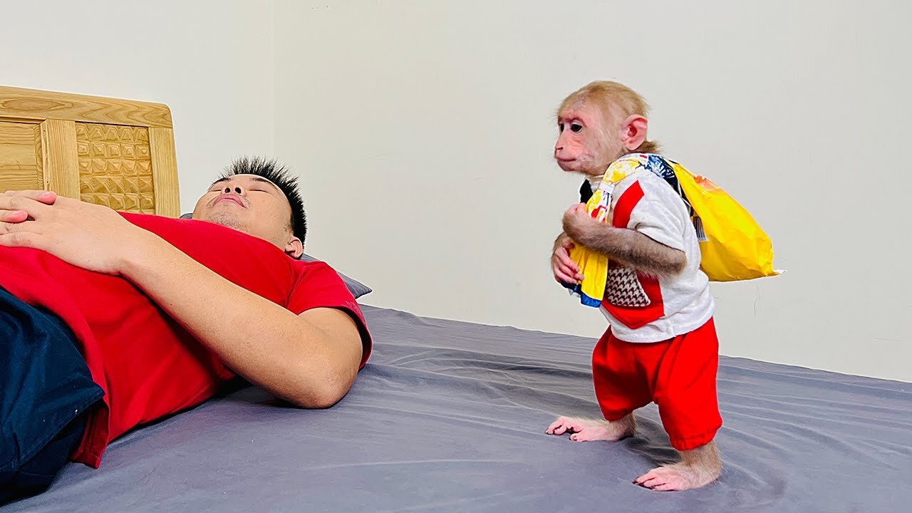 Super monkey! Bibi helps dad prepare breakfast!