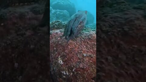 Polvo 🐙