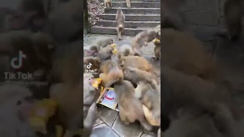 Monkeys Food Frenzy