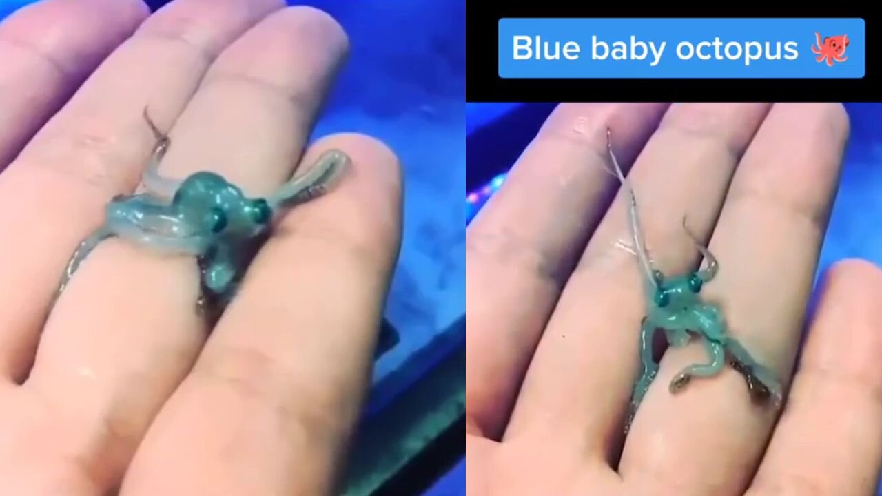 Blue baby octopus 😱