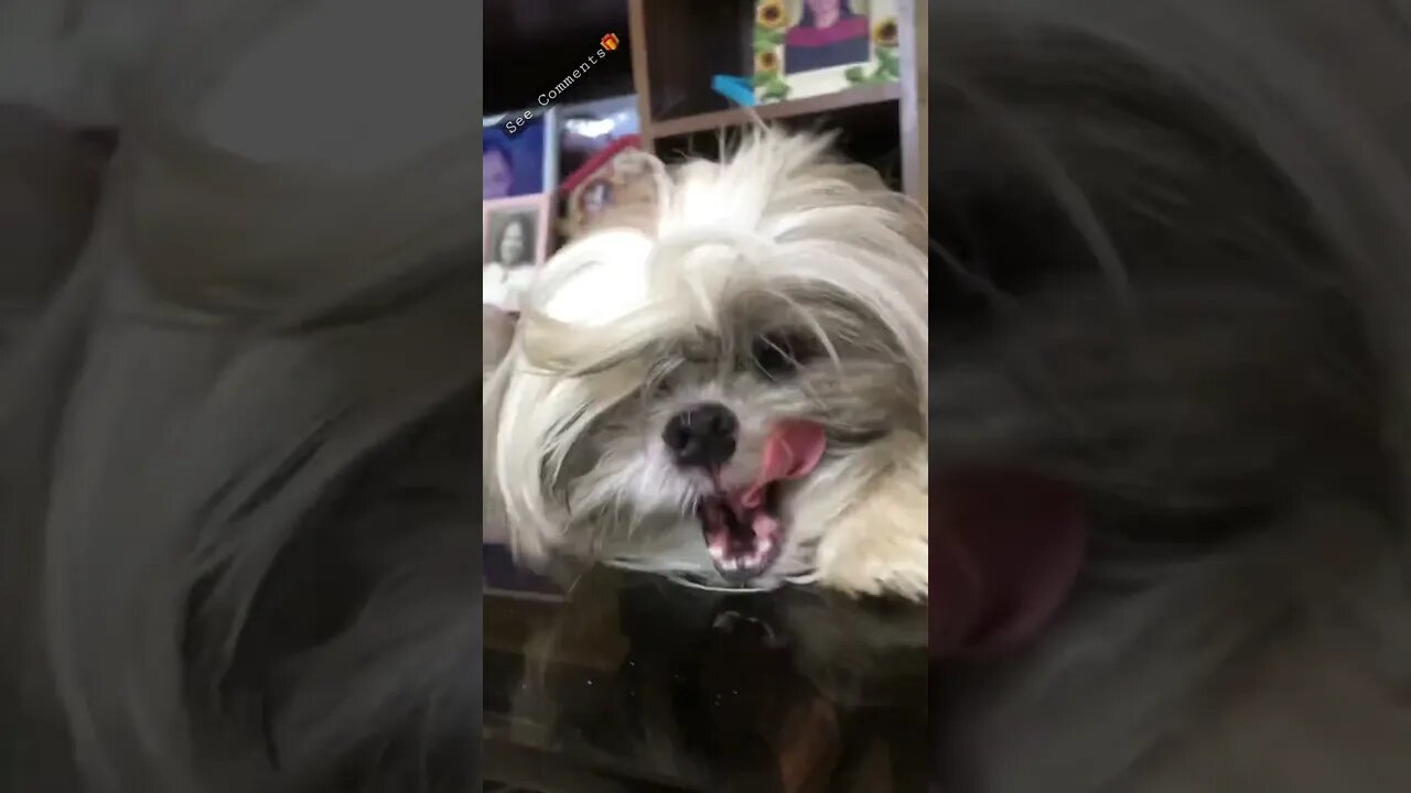 The Grumpy Shih tzus: Mad coz they were not permitted to play outside the heat of the Sun