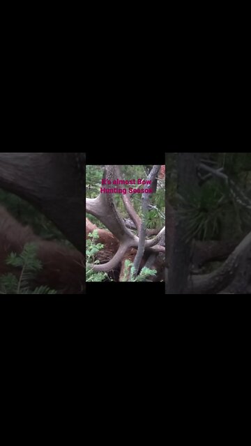 Bow Hunting Season Mathew’s, BowTech, Traditional and Primitive Archery