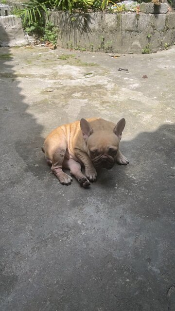 Named the dog Poss, when abandoned the dog suffered a lot of diseases and miracles when I adopted it