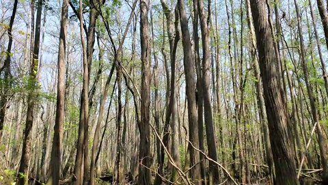 Looking Up at Cypress Trees at General Coffee State Park in Douglas, GA- Spring 2022