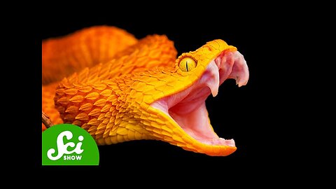 How Snakes Hijacked Our Brains