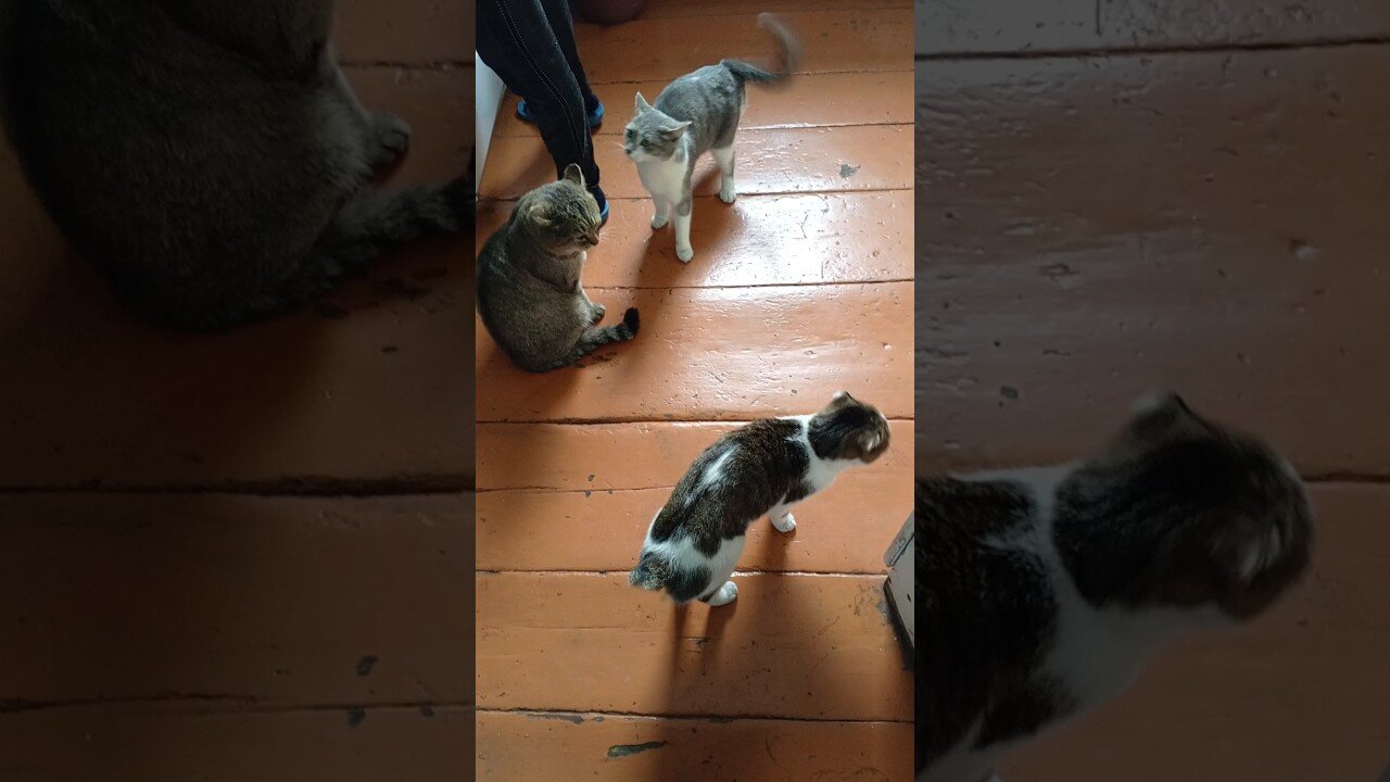 The cats are waiting for breakfast.