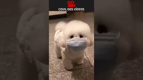 cachorro usando mascara