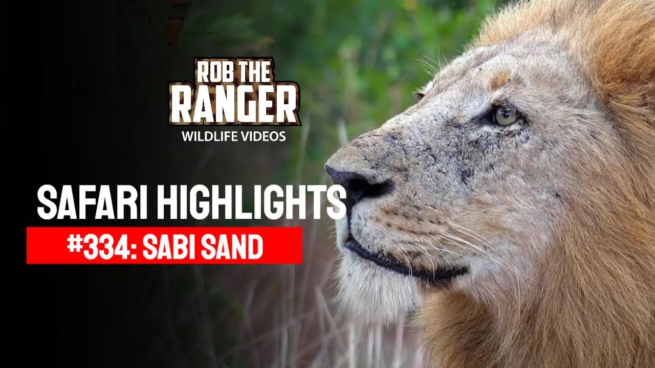 Safari Highlights #334: 03 - 06 April 2015 | Sabi Sand Nature Reserve | Latest Wildlife Sightings