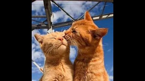 Cats show their affection for humans in pretty much the same way they do other cats