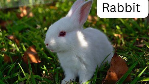 Rabbit Information