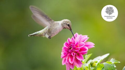 Birds Chirping Music with Beautiful Sound | Bird Singing Music