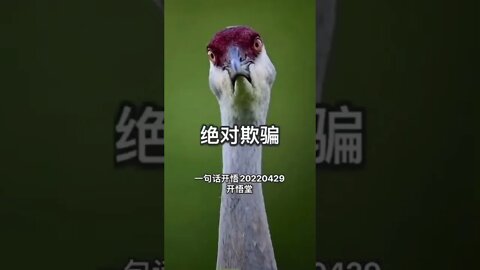 一句话开悟20220429