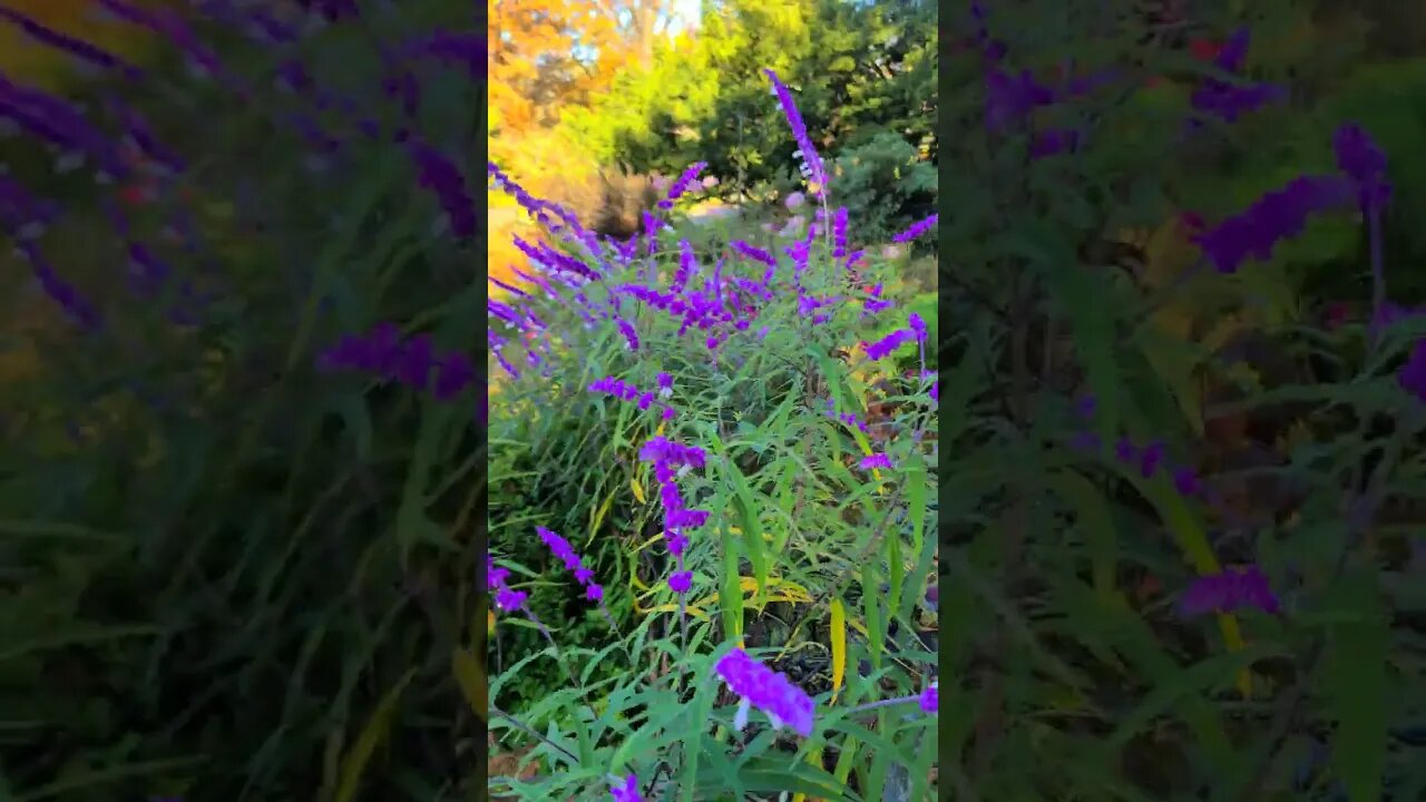 Beautiful Heather Garden in Fall Colors