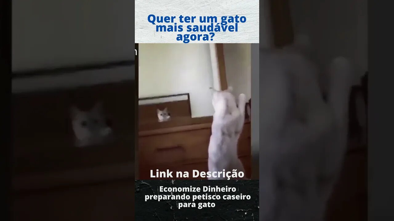 Gato Vaidoso? - Gatos engraçados #shorts