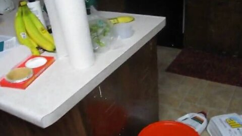 The Cat In The Corner