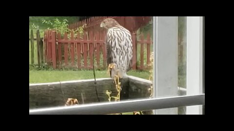 Hawk on my deck pt 2 August 2021