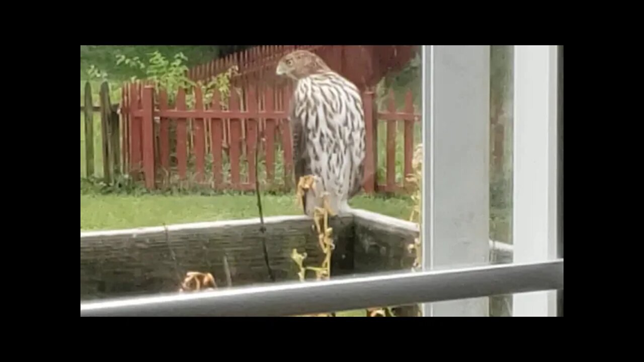 Hawk on my deck pt 2 August 2021