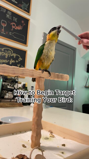 Teaching a baby bird how to target train