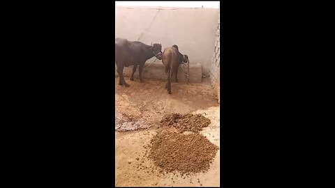 Cow in Desi culture