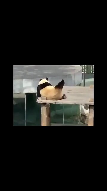 Panda doing morning exercise.